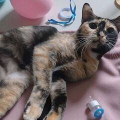 11月９日(日)三鷹で猫の譲渡会🐹❤️🐹さびの女の子　2才くらい...