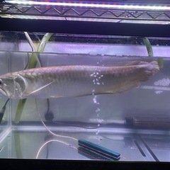 シルバーアロワナの画像