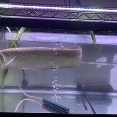 シルバーアロワナの画像