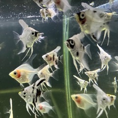 エンゼルフィッシュの画像