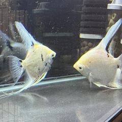 エンゼルフィッシュの画像