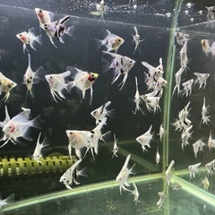 エンゼルフィッシュの画像