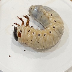 ヘラクレスオオカブト　ペア　幼虫　3令の画像