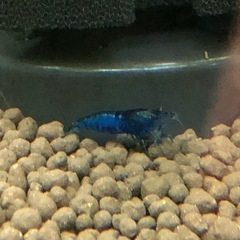 シュリンプの画像