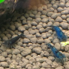 シュリンプの画像