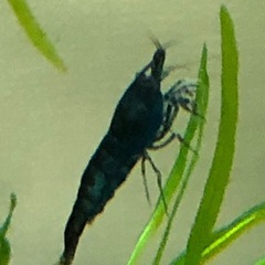 シュリンプの画像