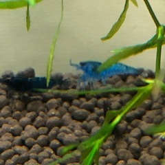 シュリンプの画像