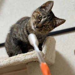 推定5～6ヶ月メスキジサビちゃん