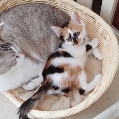 生後3ヶ月◼️早期不妊手術チップ済◼️三毛♀