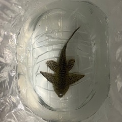 熱帯魚の画像