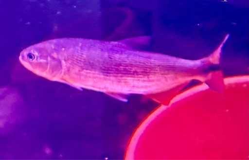 ドラード　熱帯魚　ドラドカラシン　