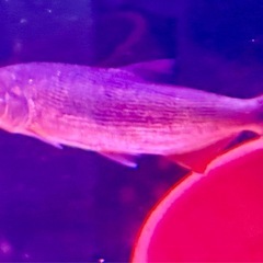 ドラード　熱帯魚　ドラドカラシン　の画像