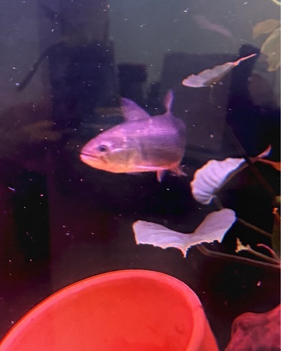 ドラード　熱帯魚　ドラドカラシン　