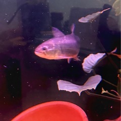 ドラード　熱帯魚　ドラドカラシン　の画像