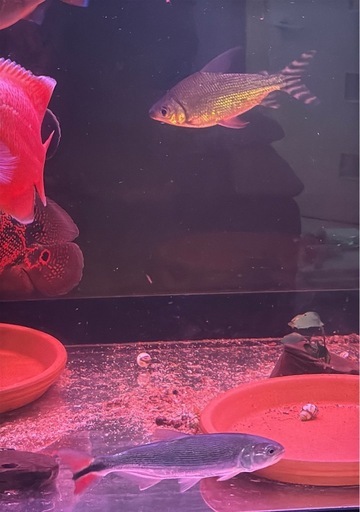 ドラード　熱帯魚　ドラドカラシン　
