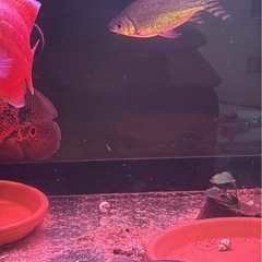 ドラード　熱帯魚　ドラドカラシン　の画像