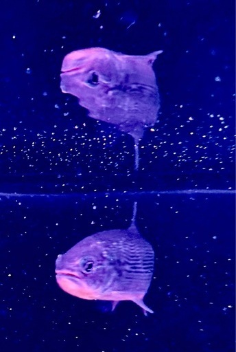 ドラード　熱帯魚　ドラドカラシン　