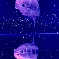 ドラード　熱帯魚　ドラドカラシン　の画像