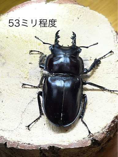 ヤエヤママルバネクワガタ（ブリード個体）CBF2