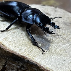 ヤエヤママルバネクワガタ（ブリード個体）CBF2の画像