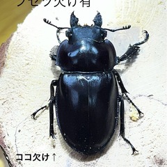 ヤエヤママルバネクワガタ（ブリード個体）CBF2の画像