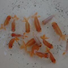 【⛔11/9(日)18:00まで】らんちゅう9匹/綺麗/金魚の画像