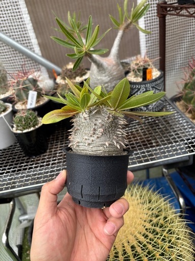 恵比寿大黒　パキポディウム　超良型　今年最終値下げ