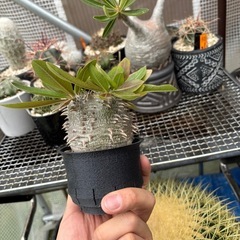 恵比寿大黒　パキポディウム　超良型の画像