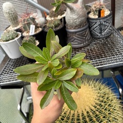 恵比寿大黒　パキポディウム　超良型の画像