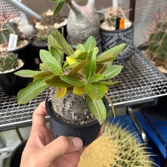 恵比寿大黒　パキポディウム　超良型の画像