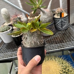 恵比寿大黒　パキポディウム　超良型の画像