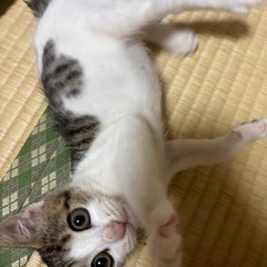 保護猫の里親募集