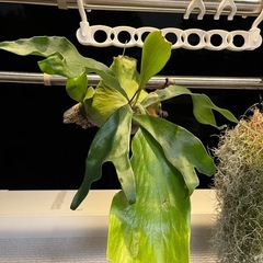 子株付き大きめ！コウモリラン ビカクシダ ニッキー 観葉植物の画像