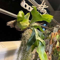 子株付き大きめ！コウモリラン ビカクシダ ニッキー 観葉植物の画像