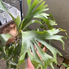 子株付き大きめ！コウモリラン ビカクシダ ニッキー 観葉植物の画像