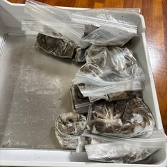 打ち込みエサ（ボラ、アイゴ、アオリイカ、島ダコ、しがやーシガヤー）の画像