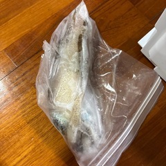 打ち込みエサ（ボラ、アイゴ、アオリイカ、島ダコ、しがやーシガヤー）の画像