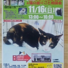 11月16日東尾道で保護猫の譲渡会