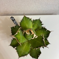 アガベ　Red Catweezleの画像