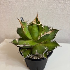 アガベ　Red Catweezleの画像