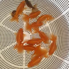 土佐錦魚・土佐錦（土佐金）稚魚11匹の画像