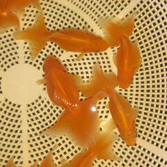 土佐錦魚・土佐錦（土佐金）稚魚11匹の画像