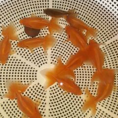 土佐錦魚・土佐錦（土佐金）稚魚11匹の画像