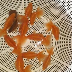 土佐錦魚・土佐錦（土佐金）稚魚11匹の画像