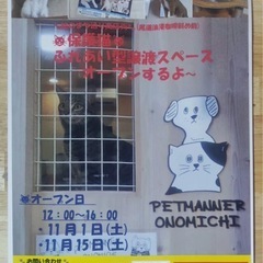 11月15日尾道市商店街で保護猫との触れ合い