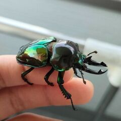 即ブリ可能！グリーンピカール血統　ニジイロクワガタ♀単品の画像