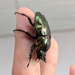 即ブリ可能！グリーンピカール血統　ニジイロクワガタ♀単品の画像
