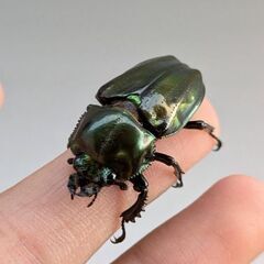 即ブリ可能！グリーンピカール血統　ニジイロクワガタ♀単品の画像