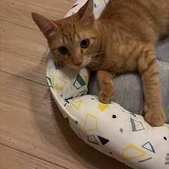 茶トラ　保護猫