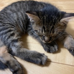 【2匹います】モフモフキジトラ・男の子・もうすぐ2ヶ月